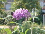 Bees and butterflies love buddleia