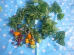 Herbs and flowers we found in Brockwell Park